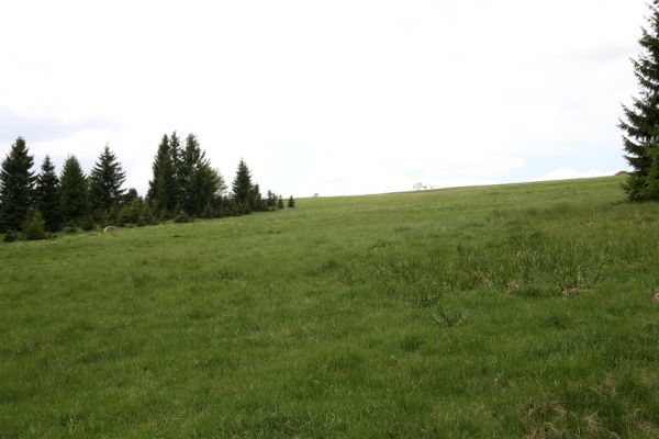 Loučná pod Klínovcem, Háj, 26.5.2012
Hájský kopec. Biotop kovaříků Aplotarsus angustulus a Aplotarsus incanus.
Mots-clés: Krušné hory Loučná pod Klínovcem Háj Hájský kopec Aplotarsus angustulus incanus