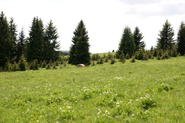 Loučná pod Klínovcem, Háj, 26.5.2012
Hájský kopec. Biotop kovaříků Aplotarsus angustulus a Aplotarsus incanus.
Klíčová slova: Krušné hory Loučná pod Klínovcem Háj Hájský kopec Aplotarsus angustulus incanus