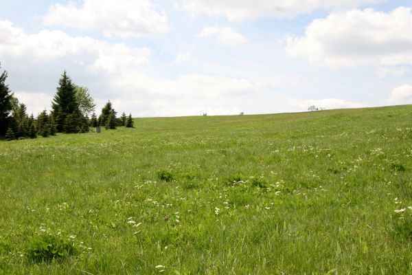 Loučná pod Klínovcem, Háj, 26.5.2012
Hájský kopec. Biotop kovaříků Aplotarsus angustulus a Aplotarsus incanus.
Klíčová slova: Krušné hory Loučná pod Klínovcem Háj Hájský kopec Aplotarsus angustulus incanus