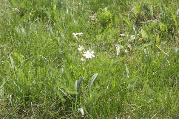Loučná pod Klínovcem, Háj, 26.5.2012
Hájský kopec. Biotop kovaříků Aplotarsus angustulus a Aplotarsus incanus.
Klíčová slova: Krušné hory Loučná pod Klínovcem Háj Aplotarsus angustulus incanus