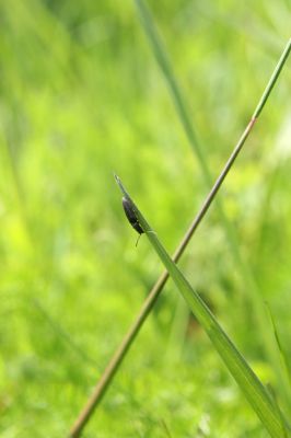 Loučná pod Klínovcem, Háj, 26.5.2012
Hájský kopec. Kovařík Aplotarsus angustulus.
Klíčová slova: Krušné hory Loučná pod Klínovcem Háj Hájský kopec Aplotarsus angustulus