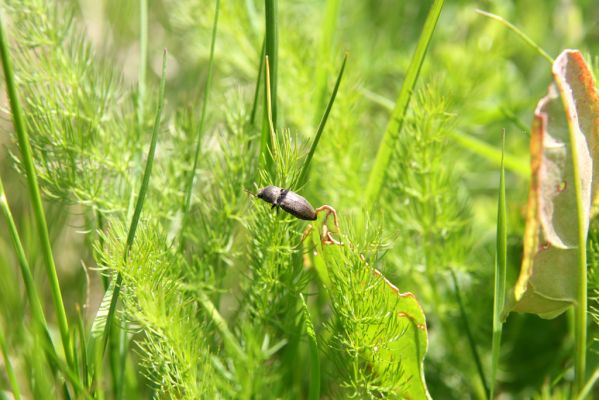 Loučná pod Klínovcem, Háj, 26.5.2012
Hájský kopec. Kovařík Agriotes obscurus.
Mots-clés: Krušné hory Loučná pod Klínovcem Háj Hájský kopec Agriotes obscurus