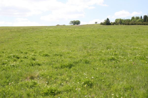 Loučná pod Klínovcem, Háj, 26.5.2012
Hájský kopec - biotop kovaříků Aplotarsus angustulus a Aplotarsus incanus.
Mots-clés: Krušné hory Loučná pod Klínovcem Háj Hájský kopec Aplotarsus angustulus incanus