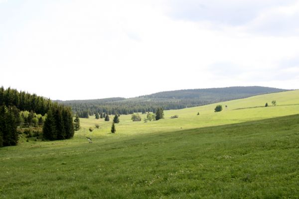 Loučná pod Klínovcem, Háj, 26.5.2012
Údolí Černé vody u Königova Mlýna.
Klíčová slova: Krušné hory Loučná pod Klínovcem Háj Černá voda Königův Mlýn Aplotarsus angustulus