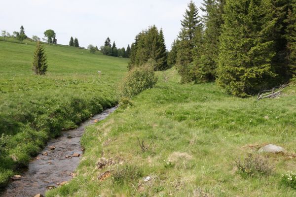 Loučná pod Klínovcem, Háj, 26.5.2012
Údolí Černé vody u Königova Mlýna.
Klíčová slova: Krušné hory Loučná pod Klínovcem Háj Černá voda Königův Mlýn Aplotarsus incanus Ctenicera pectinicornis Actenicerus siaelandicus