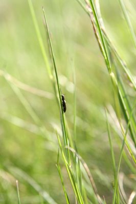 Loučná pod Klínovcem, Háj, 26.5.2012
Kovařík Aplotarsus angustulus.
Schlüsselwörter: Krušné hory Loučná pod Klínovcem Háj Černá voda Aplotarsus angustulus