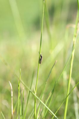 Loučná pod Klínovcem, Háj, 26.5.2012
Kovařík Aplotarsus angustulus.
Klíčová slova: Krušné hory Loučná pod Klínovcem Háj Černá voda Aplotarsus angustulus