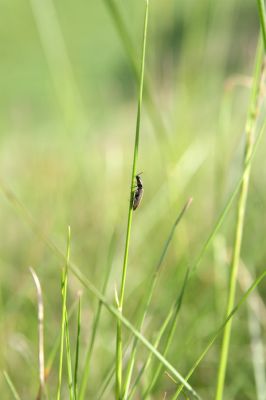 Loučná pod Klínovcem, Háj, 26.5.2012
Kovařík Aplotarsus angustulus.
Schlüsselwörter: Krušné hory Loučná pod Klínovcem Háj Černá voda Aplotarsus angustulus