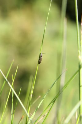 Loučná pod Klínovcem, Háj, 26.5.2012
Kovařík Aplotarsus angustulus.
Schlüsselwörter: Krušné hory Loučná pod Klínovcem Háj Černá voda Aplotarsus angustulus