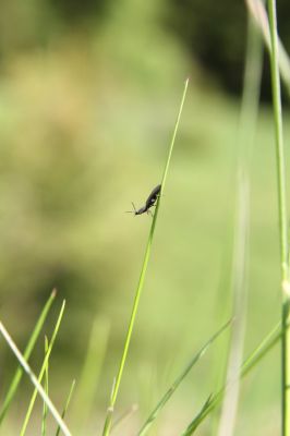 Loučná pod Klínovcem, Háj, 26.5.2012
Kovařík Aplotarsus angustulus.
Schlüsselwörter: Krušné hory Loučná pod Klínovcem Háj Černá voda Aplotarsus angustulus