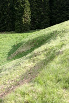 Loučná pod Klínovcem, Háj, 26.5.2012
Sutý svah v údolí Černé vody. Biotop kovaříka Aplotarsus angustulus.
Klíčová slova: Krušné hory Loučná pod Klínovcem Háj Černá voda Aplotarsus angustulus