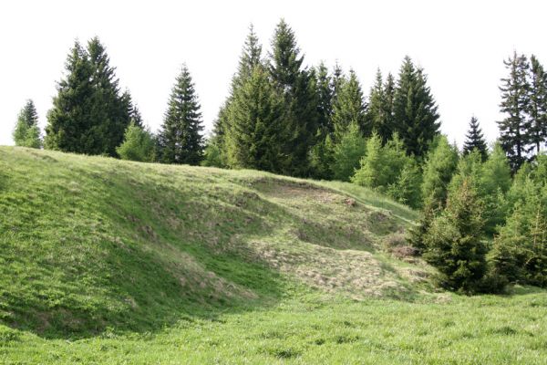 Loučná pod Klínovcem, Háj, 26.5.2012
Sutý svah v údolí Černé vody. Biotop kovaříka Aplotarsus angustulus.
Keywords: Krušné hory Loučná pod Klínovcem Háj Černá voda Aplotarsus angustulus