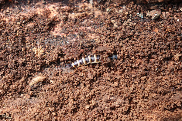 Smidary, Loučná Hora, 1.5.2022
Vrch Loučná hora. Larva kovaříka Stenagostus rhombeus.
Mots-clés: Smidary Loučná Hora vrch Loučná hora Stenagostus rhombeus