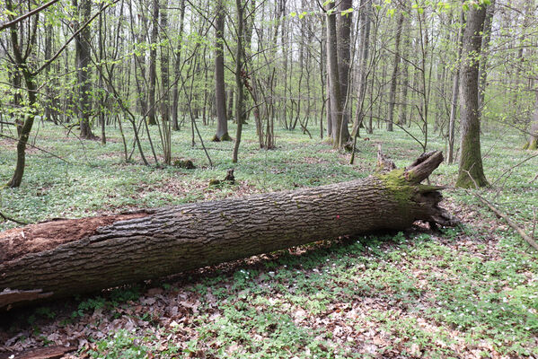 Smidary, Loučná Hora, 1.5.2022
Les na vrchu Loučná hora. Padlý kmen dubu - biotop kovaříků Stenagostus rhombeus.
Klíčová slova: Smidary Loučná Hora vrch Loučná hora Stenagostus rhombeus