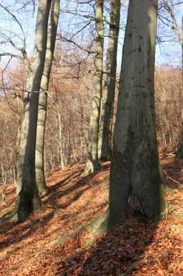 Litvínov, Lounice, 19.11.2009
Bukový les na jihozápadním svahu nad vodní nádrží Janov. 
Klíčová slova: Krušné hory Litvínov Lounice
