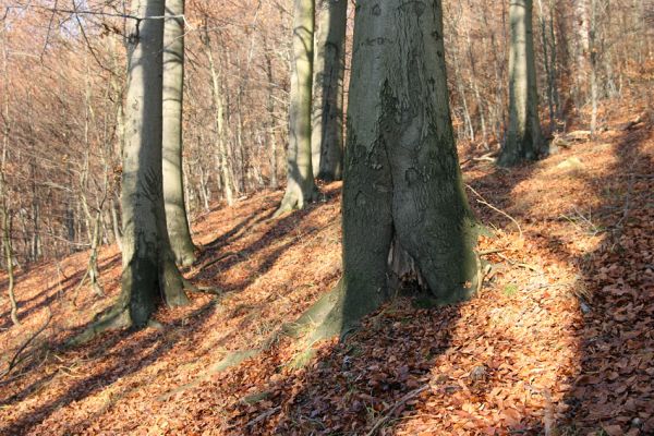 Litvínov, Lounice, 19.11.2009
Bukový les na jihozápadním svahu nad vodní nádrží Janov. 
Mots-clés: Krušné hory Litvínov Lounice