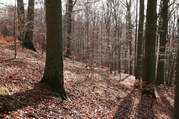 Litvínov, Lounice, 19.11.2009
Bukový les na jihozápadním svahu nad vodní nádrží Janov. 
Schlüsselwörter: Krušné hory Litvínov Lounice