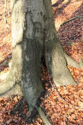 Litvínov, Lounice, 19.11.2009
Dutý buk v bukovém lese na jihozápadním svahu nad vodní nádrží Janov. 
Schlüsselwörter: Krušné hory Litvínov Lounice