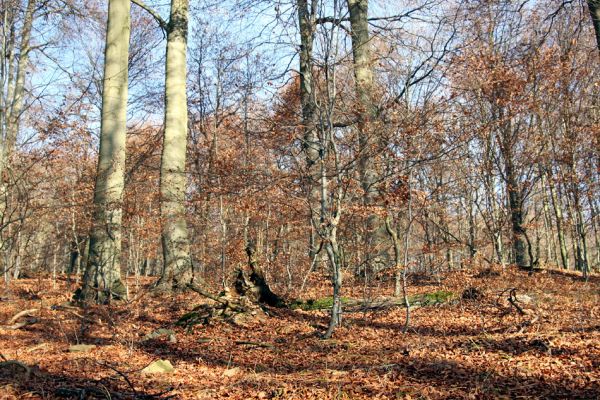 Litvínov, Lounice, 19.11.2009
Bukový les na jihozápadním svahu nad vodní nádrží Janov. 
Mots-clés: Krušné hory Litvínov Lounice