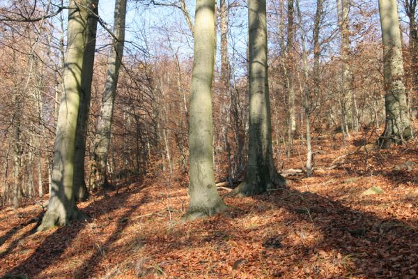 Litvínov, Lounice, 19.11.2009
Bukový les na jihozápadním svahu nad vodní nádrží Janov.
Schlüsselwörter: Krušné hory Litvínov Lounice