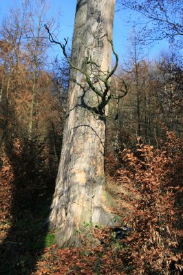 Litvínov, Lounice, 19.11.2009
Mrtvý buk v bukovém lese na jihozápadním svahu nad vodní nádrží Janov. 
Klíčová slova: Krušné hory Litvínov Lounice