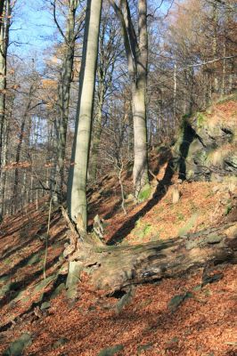 Litvínov, Lounice, 19.11.2009
Bukový les na jihozápadním svahu nad vodní nádrží Janov. V trouchnivém dřevě padlého buku se vyvíjí kovaříci Ampedus cinnabarinus a Denticollis rubens
Schlüsselwörter: Krušné hory Litvínov Lounice Ampedus cinnabarinus Denticollis rubens