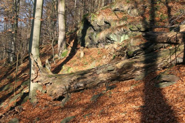 Litvínov, Lounice, 19.11.2009
Bukový les na jihozápadním svahu nad vodní nádrží Janov. V trouchnivém dřevě padlého buku se vyvíjí kovaříci Ampedus cinnabarinus a Denticollis rubens
Mots-clés: Krušné hory Litvínov Lounice Ampedus cinnabarinus Denticollis rubens