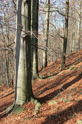 Litvínov, Lounice, 19.11.2009
Bukový les na jihozápadním svahu nad vodní nádrží Janov. 
Keywords: Krušné hory Litvínov Lounice