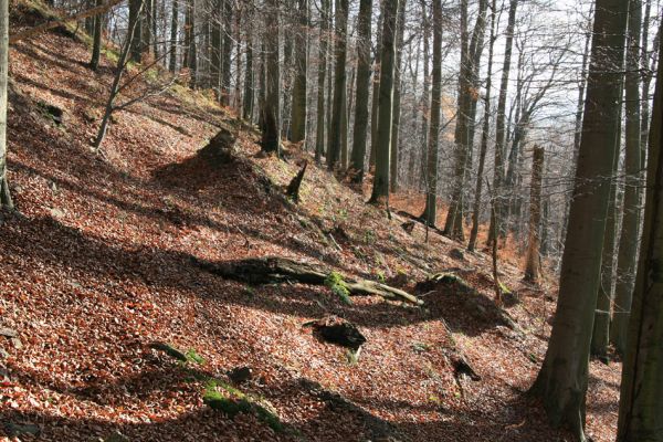 Litvínov, Lounice, 19.11.2009
Bukový les na jihozápadním svahu nad vodní nádrží Janov. Dolíky a hliněné kopečky jsou pozůstatky vyvrácených a zetlelých kmenů.
Klíčová slova: Krušné hory Litvínov Lounice