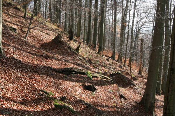 Litvínov, Lounice, 19.11.2009
Bukový les na jihozápadním svahu nad vodní nádrží Janov. Dolíky a hliněné kopečky jsou pozůstatky vyvrácených a zetlelých kmenů.
Keywords: Krušné hory Litvínov Lounice