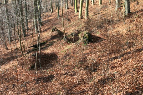 Litvínov, Lounice, 19.11.2009
Bukový les na jihozápadním svahu nad vodní nádrží Janov. Dolíky a hliněné kopečky jsou pozůstatky vyvrácených a zetlelých kmenů.
Klíčová slova: Krušné hory Litvínov Lounice