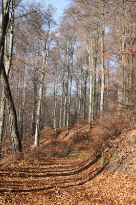 Litvínov, Lounice, 19.11.2009
Bukový les na jihozápadním svahu nad vodní nádrží Janov. 
Klíčová slova: Krušné hory Litvínov Lounice