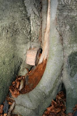 Litvínov, Lounice, 19.11.2009
Bukový les na jihozápadním svahu nad vodní nádrží Janov. Počínající dutina na kmeni buku.
Klíčová slova: Krušné hory Litvínov Lounice