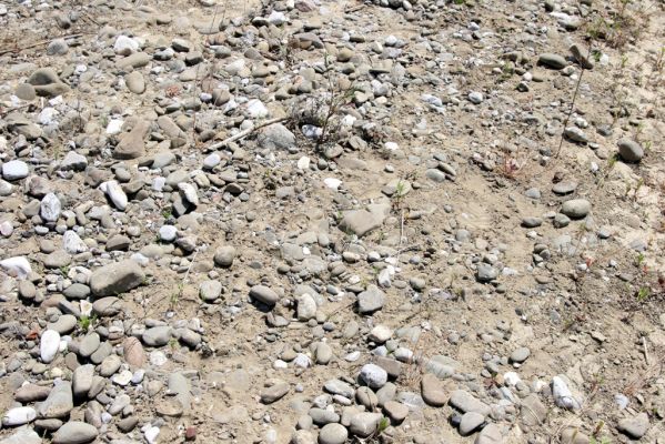 Loutra Ipatis, 31.5.2014
Štěrkové náplavy řeky Spercheios. Biotop kovaříka Zorochros kourili.


Klíčová slova: Loutra Ipatis Spercheios river Zorochros kourili