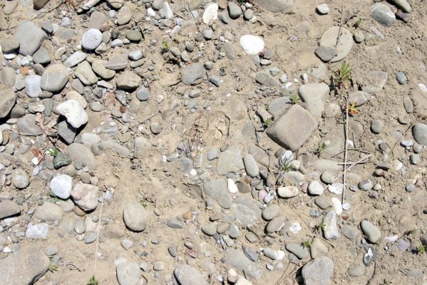 Loutra Ipatis, 31.5.2014
Štěrkové náplavy řeky Spercheios. Biotop kovaříka Zorochros kourili.



Klíčová slova: Loutra Ipatis Spercheios river Zorochros kourili