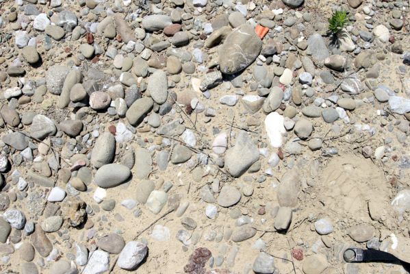 Loutra Ipatis, 31.5.2014
Štěrkové náplavy řeky Spercheios. Biotop kovaříka Zorochros kourili.



Klíčová slova: Loutra Ipatis Spercheios river Zorochros kourili