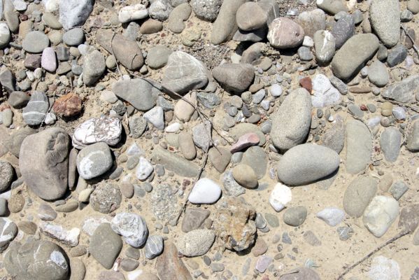 Loutra Ipatis, 31.5.2014
Štěrkové náplavy řeky Spercheios. Biotop kovaříka Zorochros kourili.



Klíčová slova: Loutra Ipatis Spercheios river Zorochros kourili