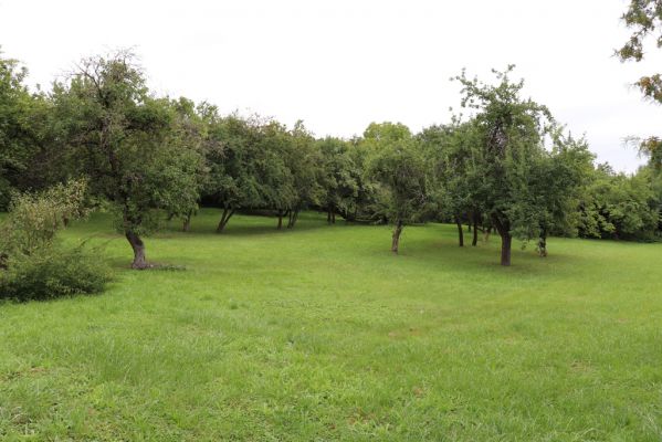 Lovčice, 20.8.2021
Malý udržovaný sad pod železniční tratí.
Klíčová slova: Lovčice sad pod tratí
