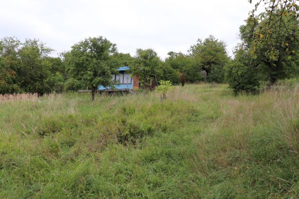 Lovčice, 20.8.2021
Zpustlý sad pod železniční tratí.
Schlüsselwörter: Lovčice sad pod tratí Agriotes gallicus