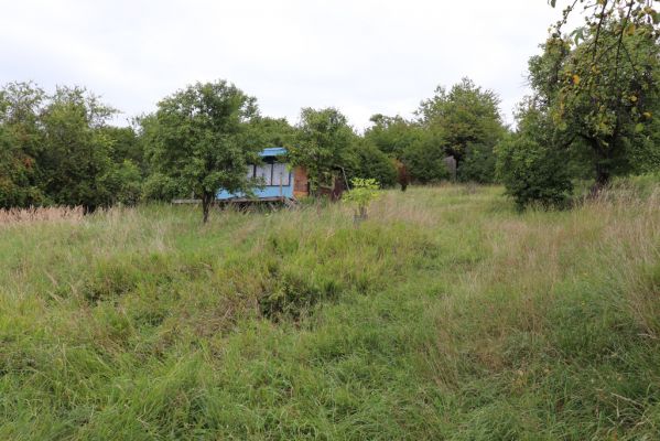 Lovčice, 20.8.2021
Zpustlý sad pod železniční tratí.
Klíčová slova: Lovčice sad pod tratí Agriotes gallicus