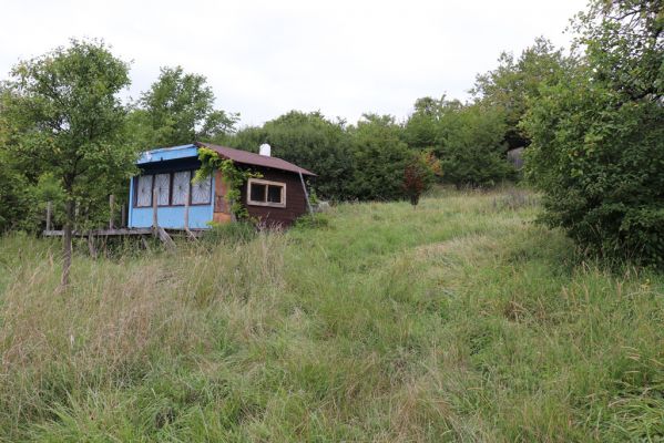Lovčice, 20.8.2021
Zpustlý sad pod železniční tratí.
Klíčová slova: Lovčice sad pod tratí Agriotes gallicus