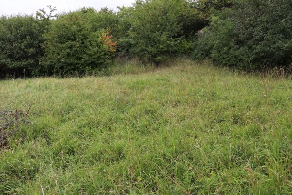 Lovčice, 20.8.2021
Zpustlý sad pod železniční tratí.
Klíčová slova: Lovčice sad pod tratí Agriotes gallicus