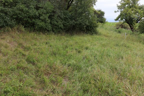 Lovčice, 20.8.2021
Zpustlý sad pod železniční tratí. Biotop kovaříka Agriotes gallicus.
Klíčová slova: Lovčice sad pod tratí Agriotes gallicus