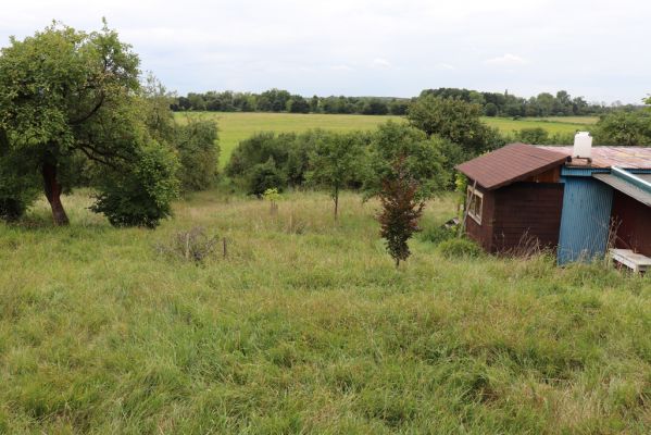 Lovčice, 20.8.2021
Zpustlý sad pod železniční tratí.
Klíčová slova: Lovčice sad pod tratí Agriotes gallicus