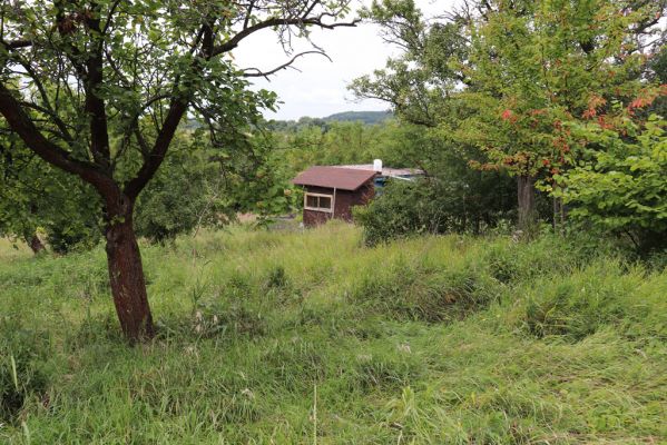 Lovčice, 20.8.2021
Zpustlý sad pod železniční tratí.
Klíčová slova: Lovčice sad pod tratí Agriotes gallicus