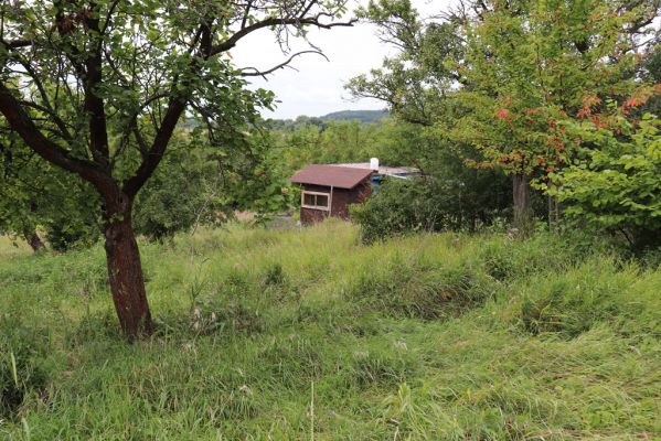 Lovčice, 20.8.2021
Zpustlý sad pod železniční tratí.
Keywords: Lovčice sad pod tratí Agriotes gallicus