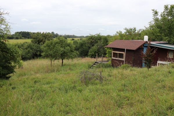 Lovčice, 20.8.2021
Zpustlý sad pod železniční tratí.
Klíčová slova: Lovčice sad pod tratí Agriotes gallicus