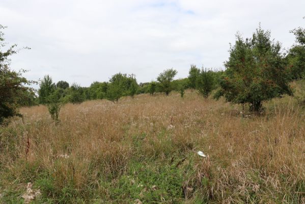 Lovčice, 20.8.2021
Zarůstající louka pod železniční tratí.
Klíčová slova: Lovčice louka pod tratí Agriotes gallicus