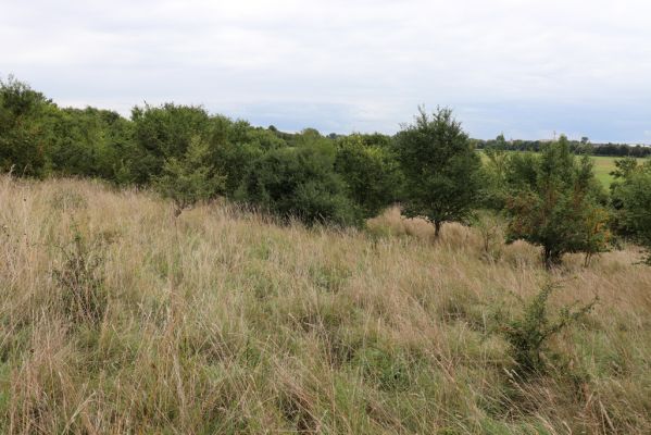 Lovčice, 20.8.2021
Zarůstající louka pod železniční tratí.
Klíčová slova: Lovčice louka pod tratí Agriotes gallicus