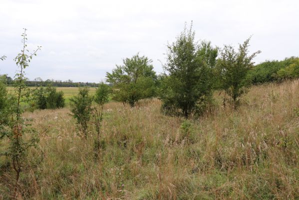 Lovčice, 20.8.2021
Zarůstající louka pod železniční tratí.
Klíčová slova: Lovčice louka pod tratí Agriotes gallicus